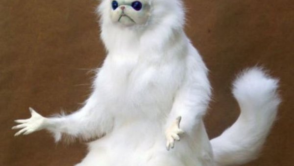 Белый зверек удивляется