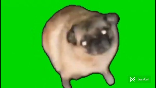 Танцующая собака на зеленом фоне