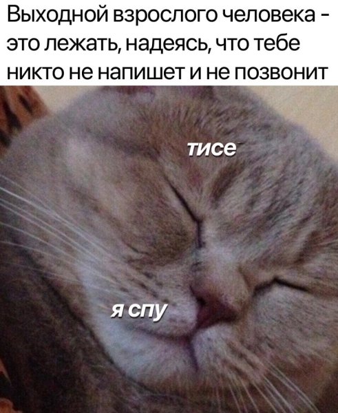 Сплю я сплю
