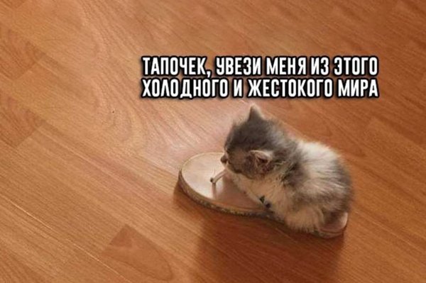 Тапочек увези меня из этого