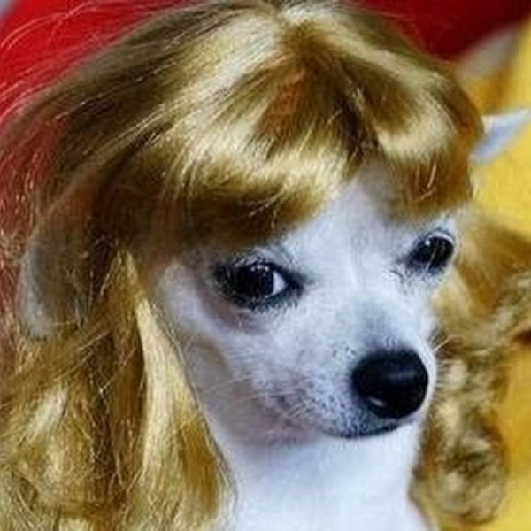 Собака с челкой