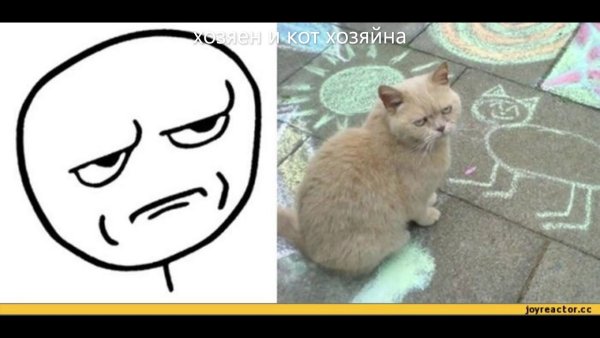 Мемы с котиками