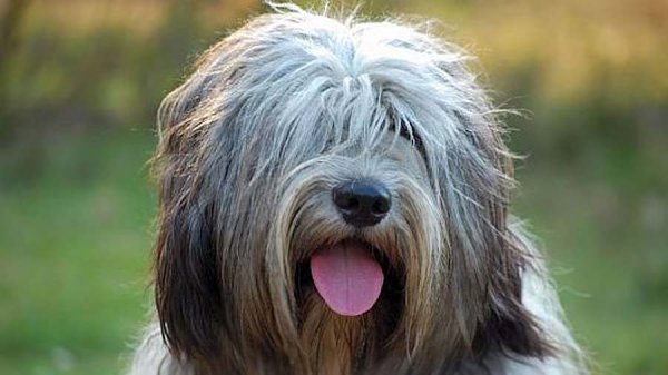 Тибетский терьер