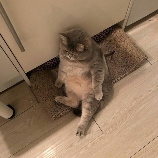 Толстые коты