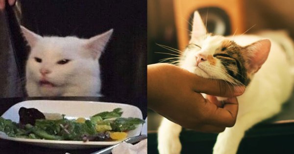 Кот с тарелкой овощей