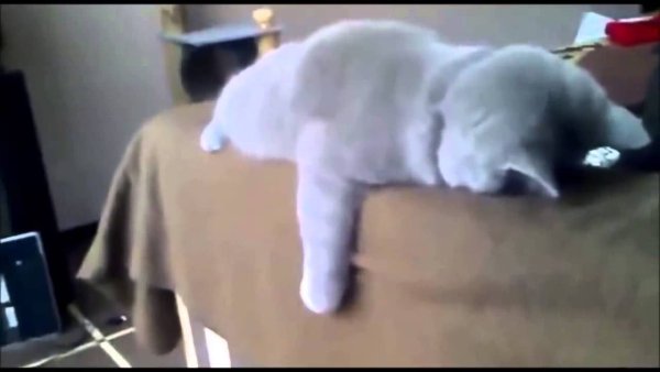 Котик спит гиф