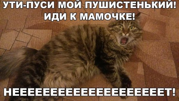 Смешные мемы про котов