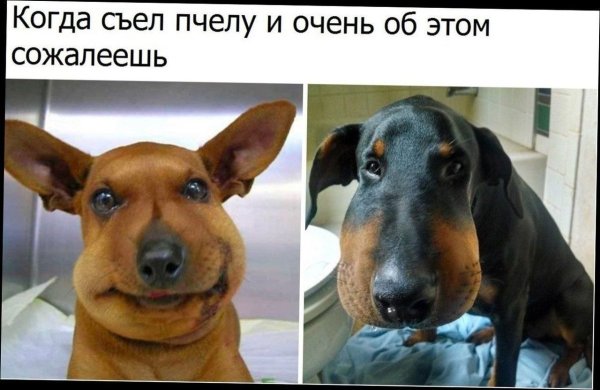 Такса обкусанная пчелами