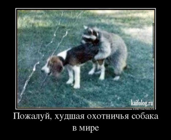 Продается охотничья собака прикол