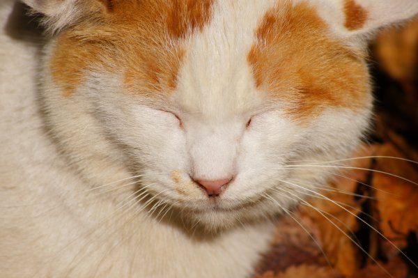 Рыжая кошка