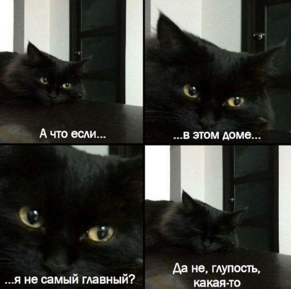 Коты мемы с надписями