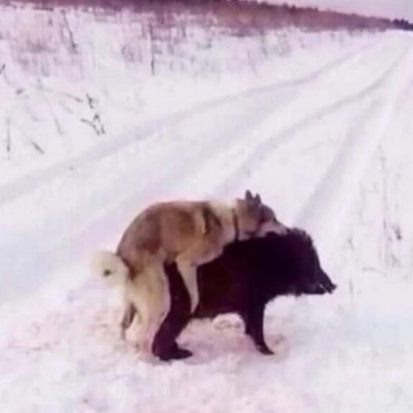 Продается охотничья собака прикол