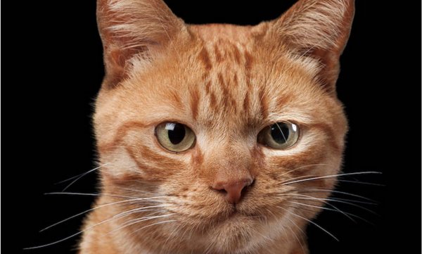 Рыжий кот щурится