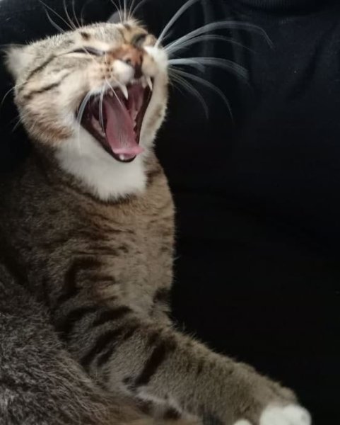 Кот зевает Мем