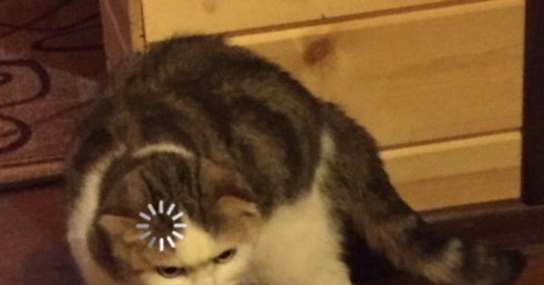 Котик загрузка