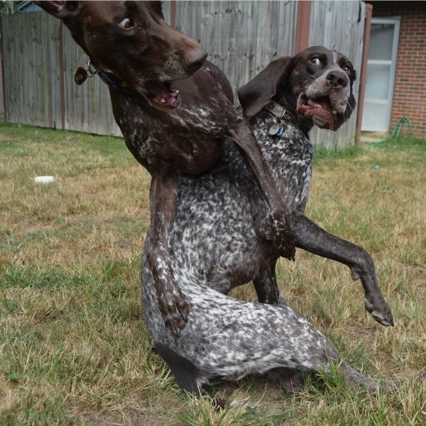 Курцхаар приколы