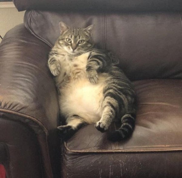 Толстые котики грустный