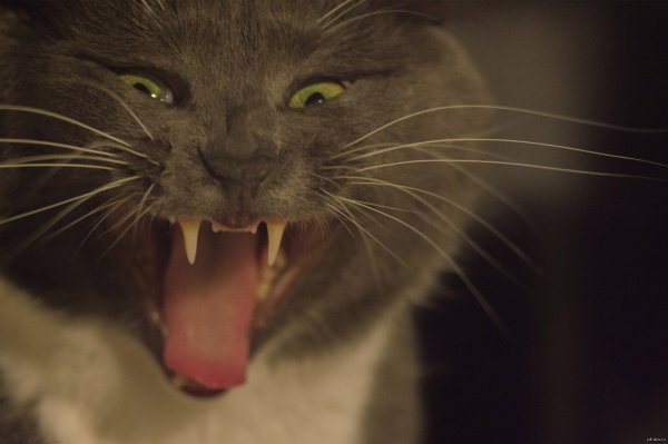 Зевающий кот картинки