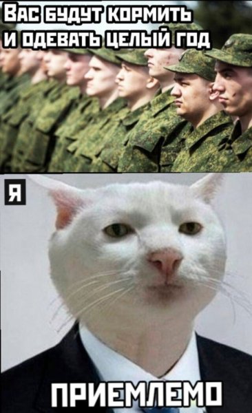 Котенок в костюме