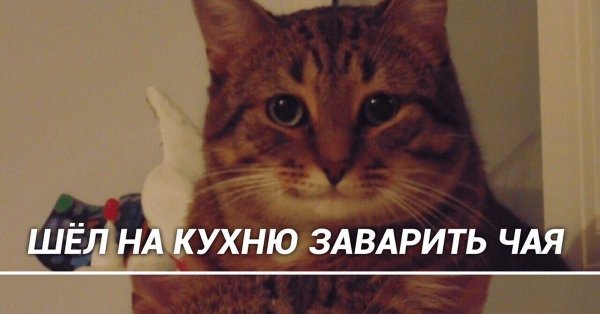 Кот Мем