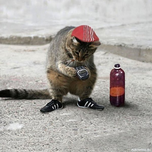 Котик гопник