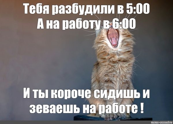 Кота разбудили Мем