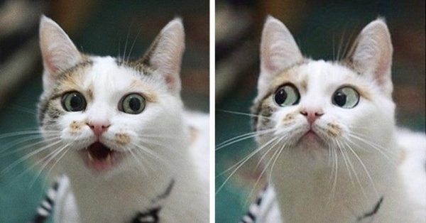 Мемы с котиками
