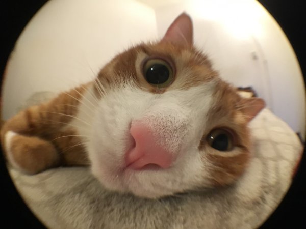 Вопросительный взгляд кота