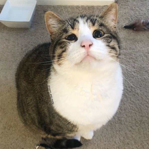 Грустные толстые коты