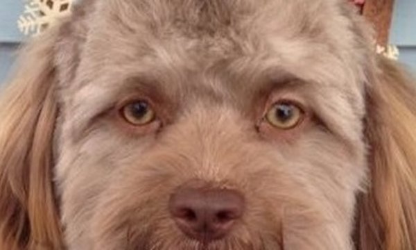 Собака с человеческим лицом