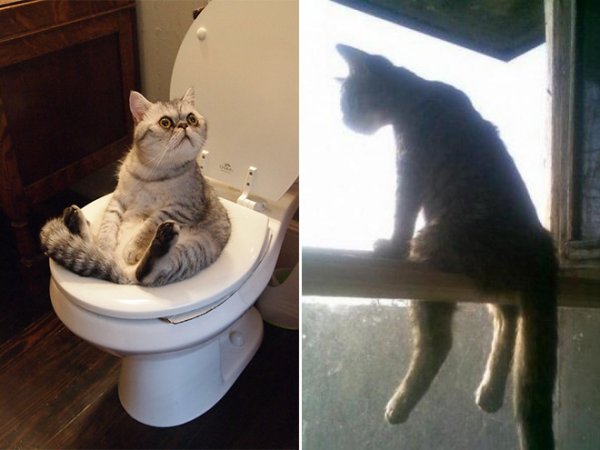 Смешные коты сидят