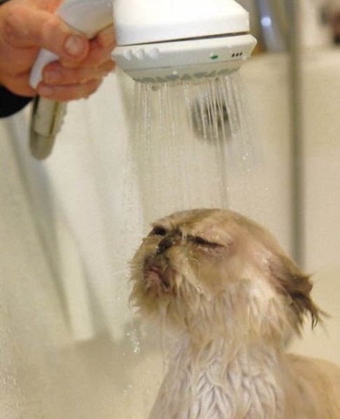 Котик в душе