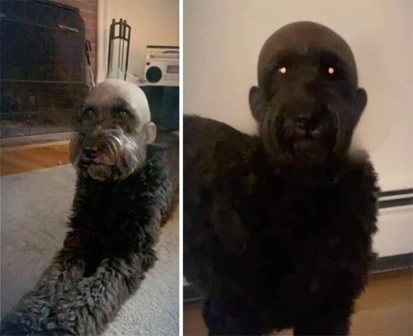 Собака с бритвой головой