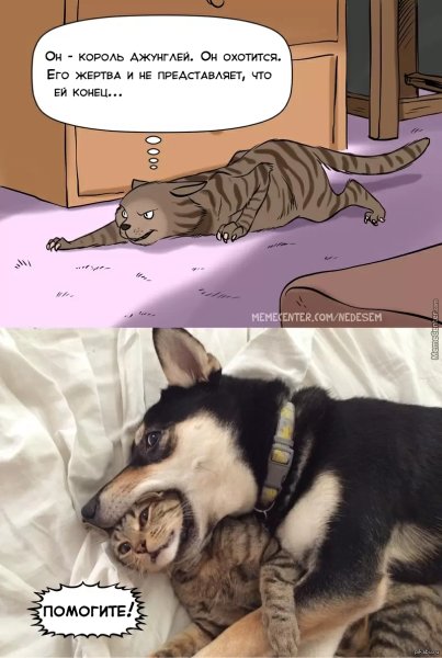 Кот и собака мемы