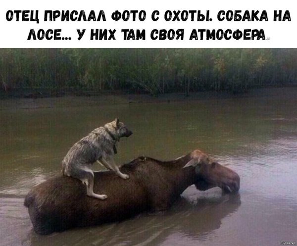 Охотничья собака прикол