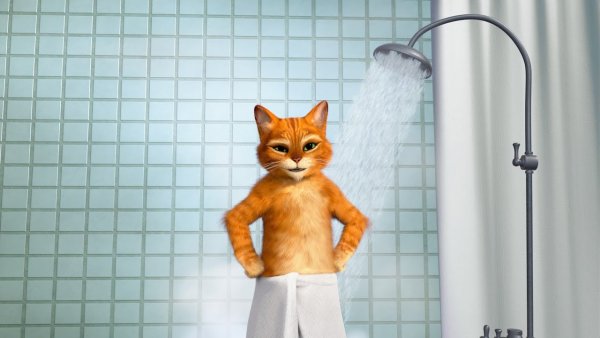 Котик в душе