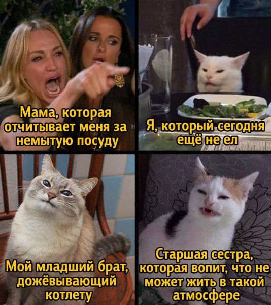Мемы с белым котом