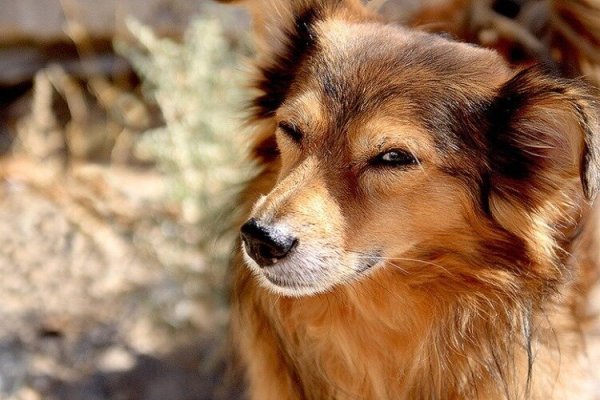 Лайка дворняга рыжая