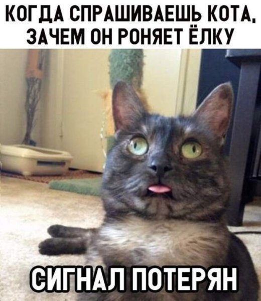 Коты мемы с надписями