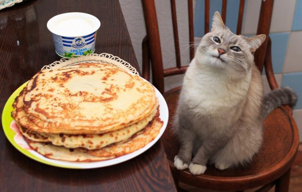 Кот с тарелкой