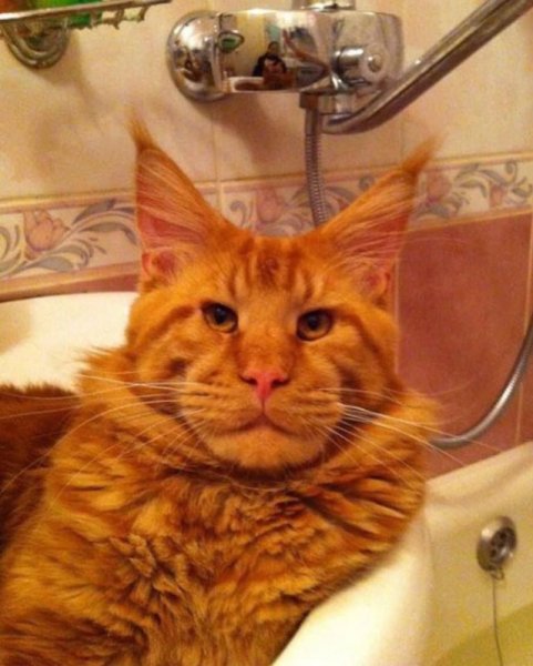 Мейн кун рыжий