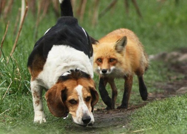 Охотничья собака прикол