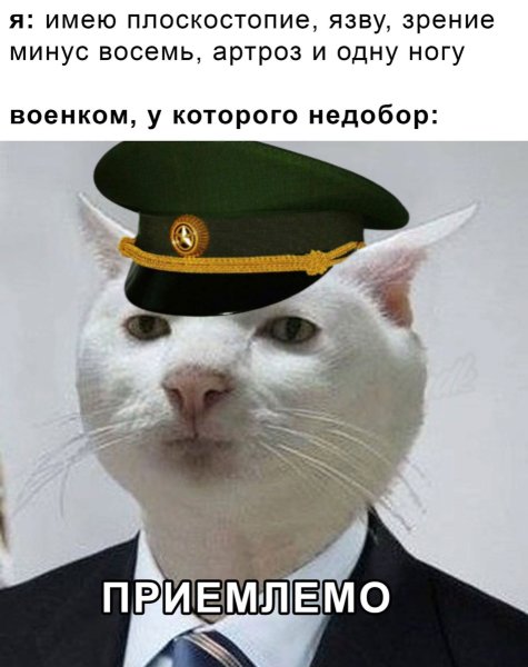 Кот Мем
