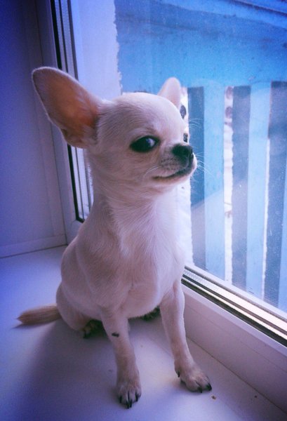 Чихуахуа подозревака