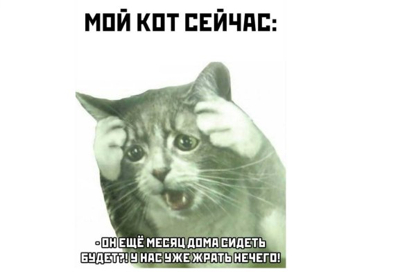 Кот держится за голову Мем