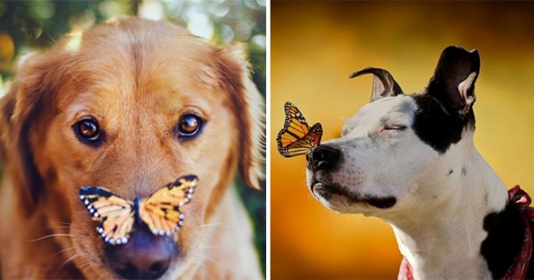 Собака бабочка