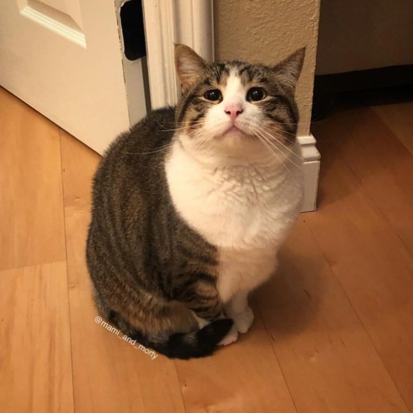 Грустный толстый кот