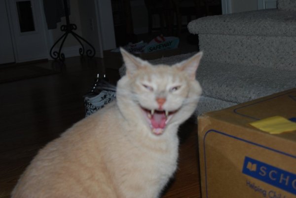 Орущий белый кот