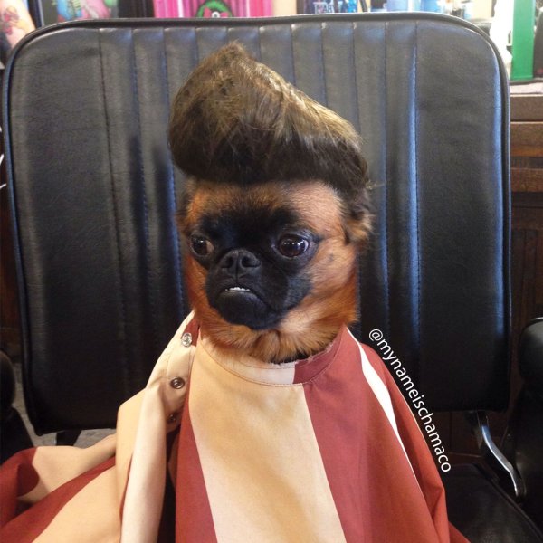 Собака с прической