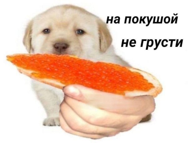 Бутербродик Мем с собачкой